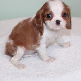 Owen - Blenheim male Cavalier King Charles Spaniel puppy in Leonard, Texas from Rising Star Kennels