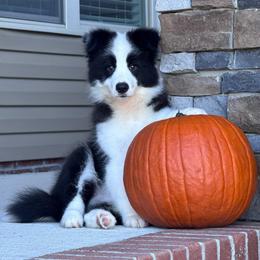 July - Black male Border Collie puppy in Dunn, North Carolina from Coylety Border Collies