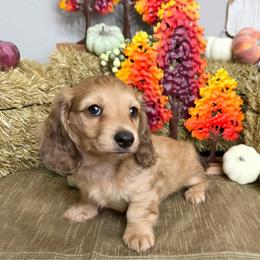 Syd - Cream male Dachshund puppy in Brenham, Texas from 1 Moore Dachshund