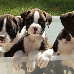 Boxer Puppies from Baton Rouge Boxers