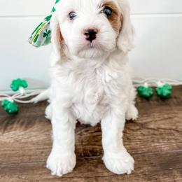Cavapoo Puppies from Ruby's Cavapoos