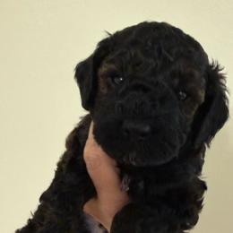 Dean - Sable male Poodle puppy in Azle, Texas from Texas Kissed K9s