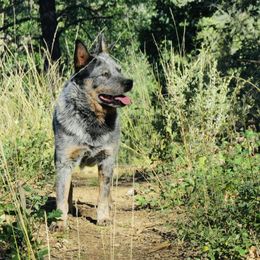 Rocky - Australian Cattle Dog