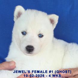 JEWEL'S FEMALE 1 - White female Siberian Husky puppy in Manilla, Iowa from Bruck's Siberian Huskies