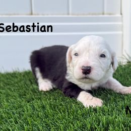 Boy 4 - Gray and white male Old English Sheepdog puppy in Blackfoot, Idaho from What the Fluff Old English Sheepdog