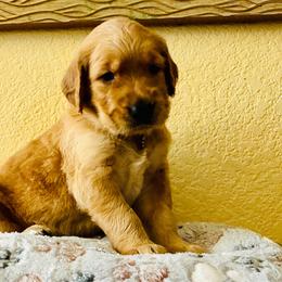 Athena - Light golden female Golden Retriever puppy in Santa Ana, California from American Golden Retrievers