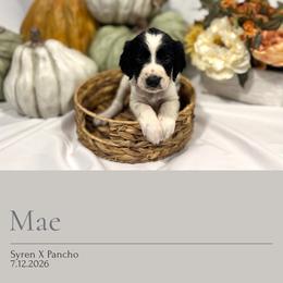 Mae - Black and white female English Springer Spaniel puppy in Arcadia, Florida from Redemption Fields Springer Spaniels