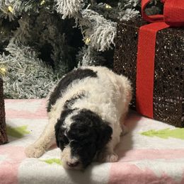 Vixen - Grizzle and white female Sheepadoodle puppy in Chesapeake, Virginia from Doodle-Cove