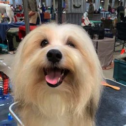 Biewer Terriers and Havanese from Cavalli Havanese and Biewer