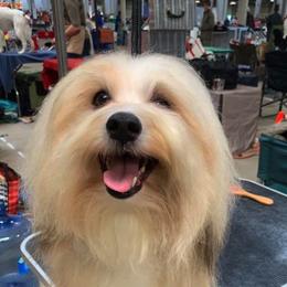 Biewer Terriers and Havanese from Cavalli Havanese and Biewer