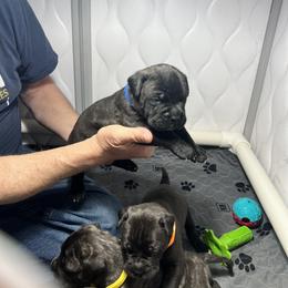 Bullmastiff Puppies from Fernandes’ Guardians Bullmastiff