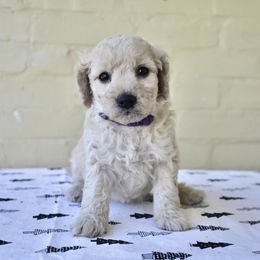 Goldendoodle Puppies from Doodle Doodle Dogs