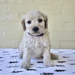 Goldendoodle Puppies from Doodle Doodle Dogs