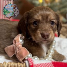 Mojito - Cream female Dachshund puppy in Fayetteville, West Virginia from Loop Creek Dachshunds