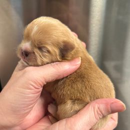 Girl 3 - Gold female Shih Tzu puppy in Mobile, Alabama from FluffyTail Shih Tzu