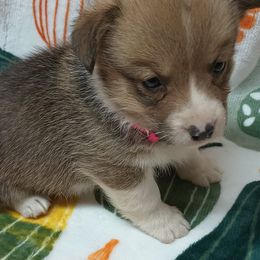 Pembroke Welsh Corgi Puppies from Episode Corgis