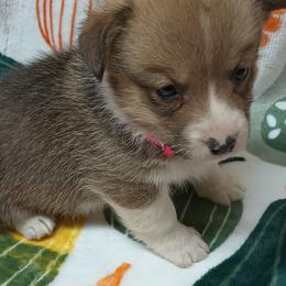 Pembroke Welsh Corgi Puppies from Episode Corgis