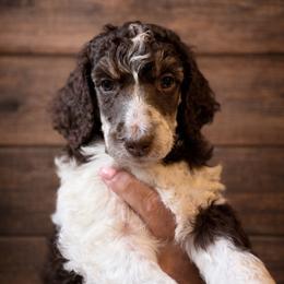 Frenchie - Parti female Poodle puppy in Washington, Pennsylvania from Patriotic Poodles