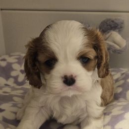 Cavalier King Charles Spaniel Puppies from Reflection Cavaliers