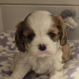 Cavalier King Charles Spaniel Puppies from Reflection Cavaliers