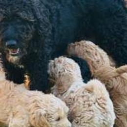 Labradoodles from Napa Valley Labradoodles