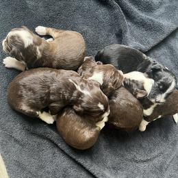 Aussiedoodles from Perfect Connection