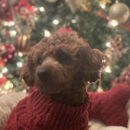 Koda bear - Poodle