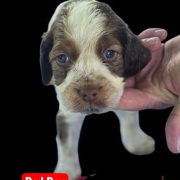 Red Collar Male - Tri-Roan male English Springer Spaniel puppy in Henagar, Alabama from Windy Oak Kennels