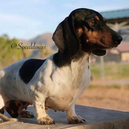 Abigail - Black and tan female Dachshund puppy in Apple Valley, California from Socaldoxies