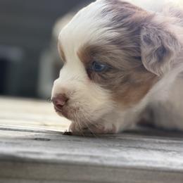 Boy 2 - Red merle male Australian Shepherd puppy in Oakridge, Oregon from Middle Fork Australian Shepherds