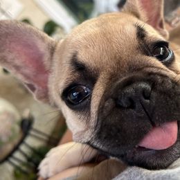 French Bulldogs from Certified Frenchies