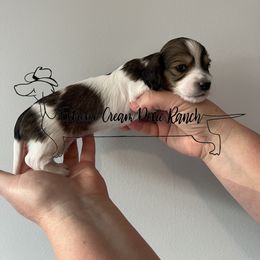 Dachshund Puppies from Extreme Cream Doxie Ranch