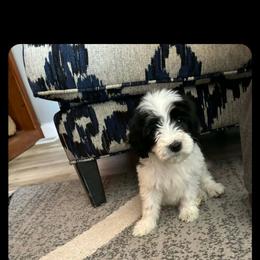 Black and white puppy - Black male Double Doodle puppy in Pleasant Hill, Iowa from Courtney Nicole's Mal Shihs & Goldendoodles