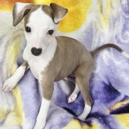 All The DoDa Day Stunning Bouquet - White and blue fawn female Italian Greyhound puppy in Cadwell, Georgia from All The DoDa Day Italian Greyhounds