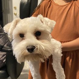 Tiny - Miniature Schnauzer
