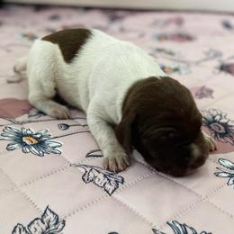 Honey - Liver and white female German Shorthaired Pointer puppy in Hot Springs, Virginia from Thunder Mountain Gun Dogs