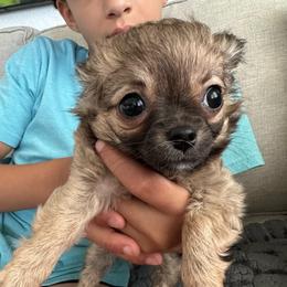 Owen - Chocolate sabled fawn male Chihuahua puppy in Coweta, Oklahoma from Green Country Chihuahuas