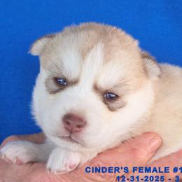 CINDER'S FEMALE 1 - Red and white female Siberian Husky puppy in Manilla, Iowa from Bruck's Siberian Huskies