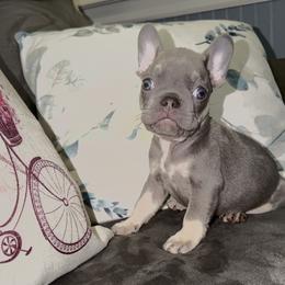 Boy 2 - Cream male French Bulldog puppy in Reading, Pennsylvania from Lomi Kennel