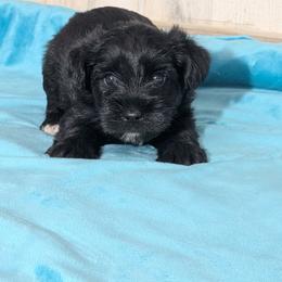Ebony - Black male Miniature Schnauzer puppy in Lufkin, Texas from Texas Lil Cowdogs