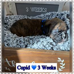 Cupid - Brindle male Boxer puppy in Greenwell Springs, Louisiana from Bayou Boxer Haus - Baton Rouge Boxers