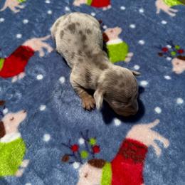 Buttercup - AKC 4500 - Dapple female Dachshund puppy in Indian Trail, North Carolina from Hilda’s Teenie Weenies