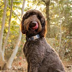 Finn - Goldendoodle