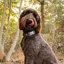 Finn - Goldendoodle