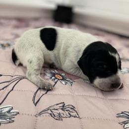 Gypsy - Black and white female German Shorthaired Pointer puppy in Hot Springs, Virginia from Thunder Mountain Gun Dogs