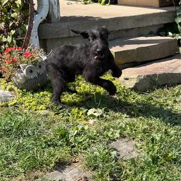 Abigail - Black female Giant Schnauzer puppy in Bois D’arc, Missouri from Down Low Kennels