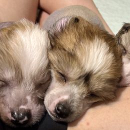 Chinese Crested and Yorkshire Terrier Puppies from FronkLinn Kennel