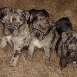 Pug Puppies from Brenda's Pugs