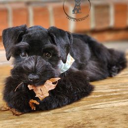 Miniature Schnauzer Puppies from C&E'S Schnauzers