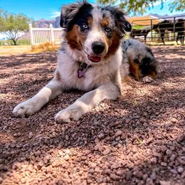 Dolly - Miniature Australian Shepherd